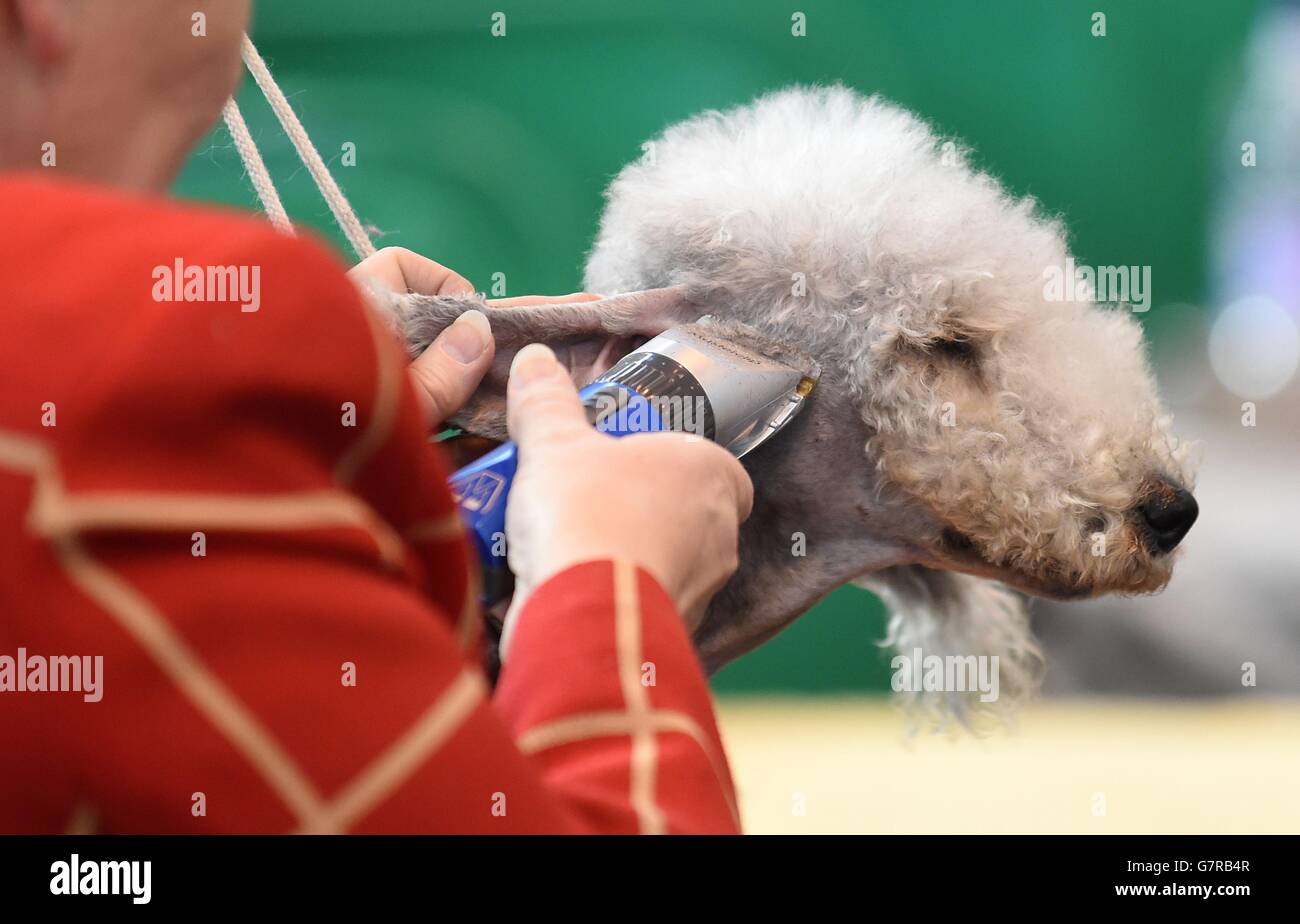 A Bedlington Terrier has its coat trimmed during day three of Crufts