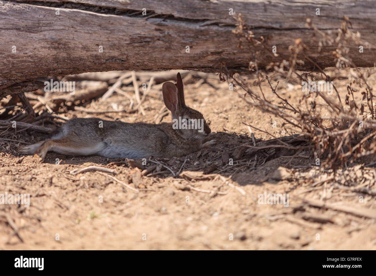 Juvenile rabbit, Sylvilagus bachmani, wild brush rabbit rests under a