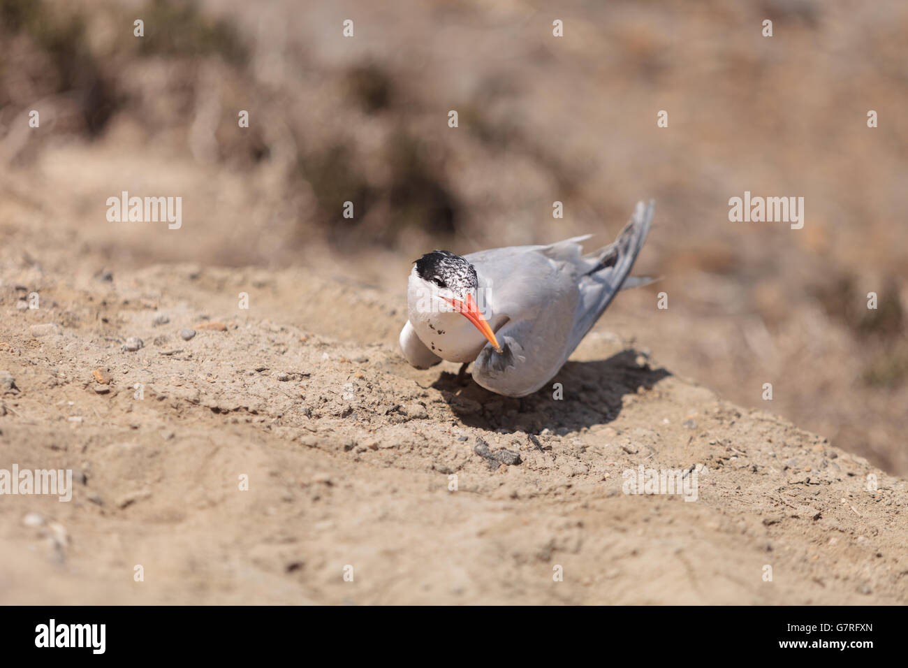 Nesting female Caspian tern Hydroprogne caspia, sitting on a nest in the sand in Southern California. Stock Photo