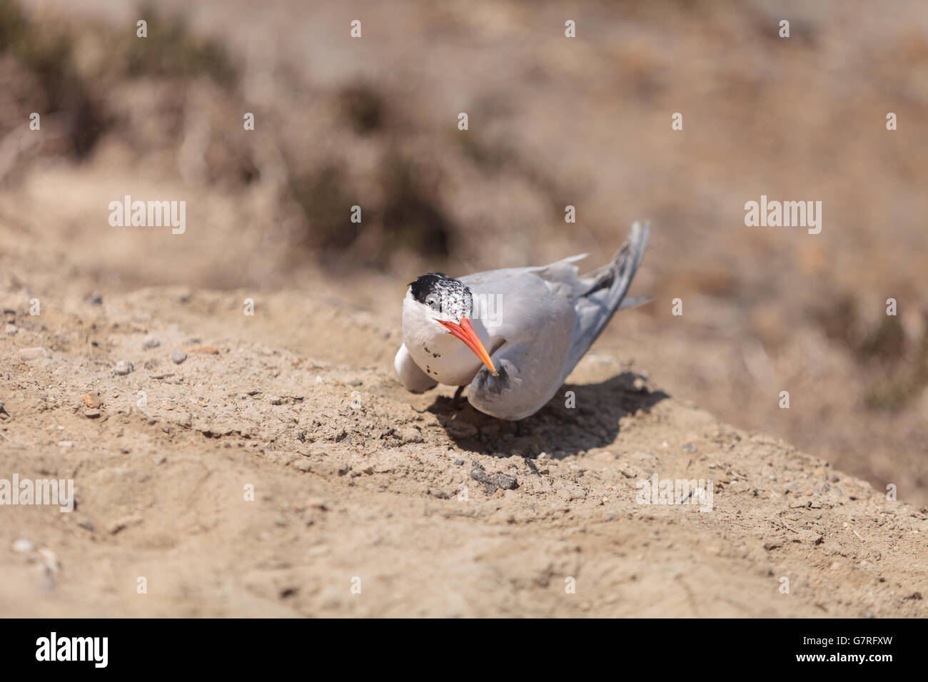 Nesting female Caspian tern Hydroprogne caspia, sitting on a nest in the sand in Southern California. Stock Photo