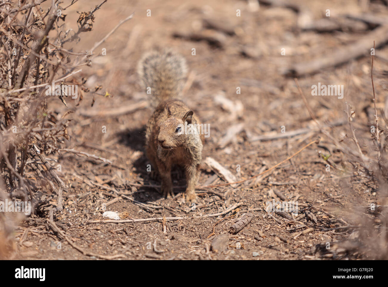 A young squirrel Otospermophilus beecheyi creeps along the ground in a marsh in Southern California, United States in summer Stock Photo