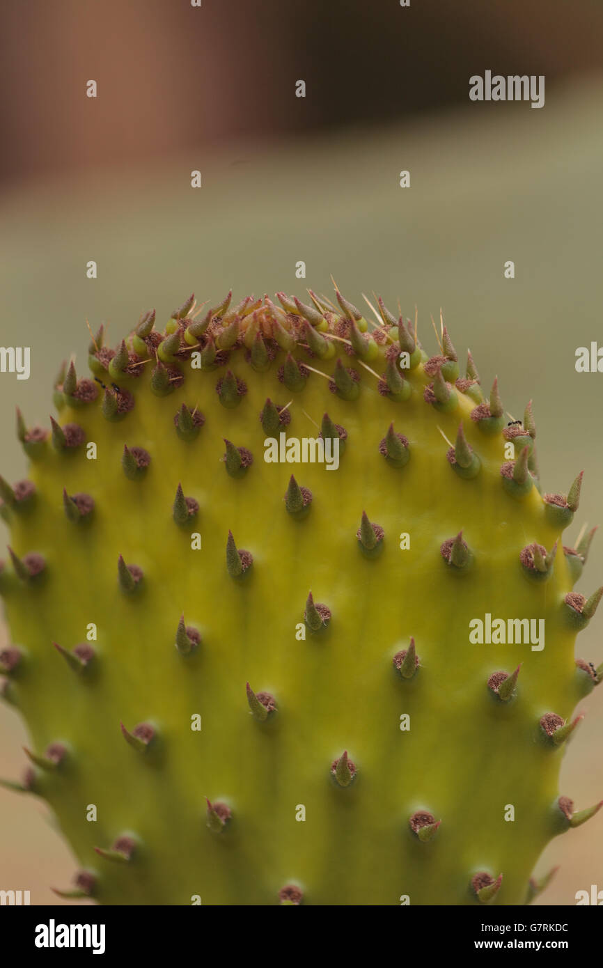 Prickly pear cactus, Opuntia, pad in the Sonoran Desert, Arizona on a ...