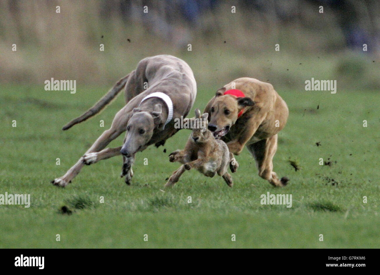 Hare Coursing - Waterloo Cup Stock Photo