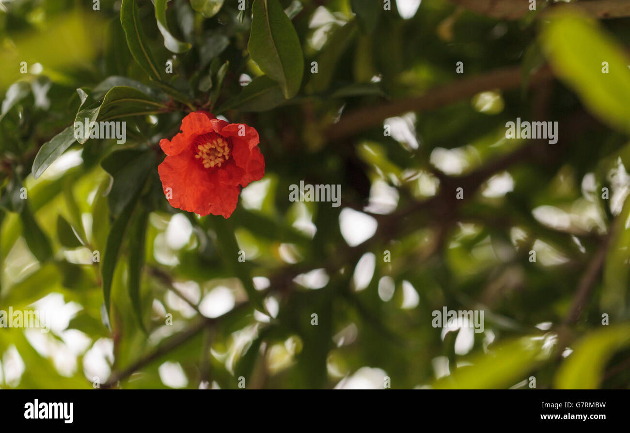 Pomegranate tree, Punica granatum, flowers and bears fruit in the summer Stock Photo