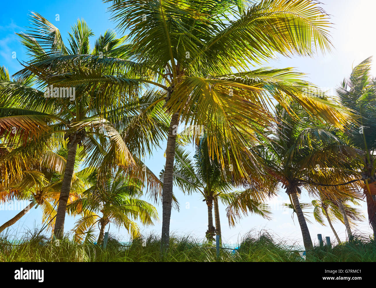 Key west florida Smathers beach palm trees in USA Stock Photo - Alamy