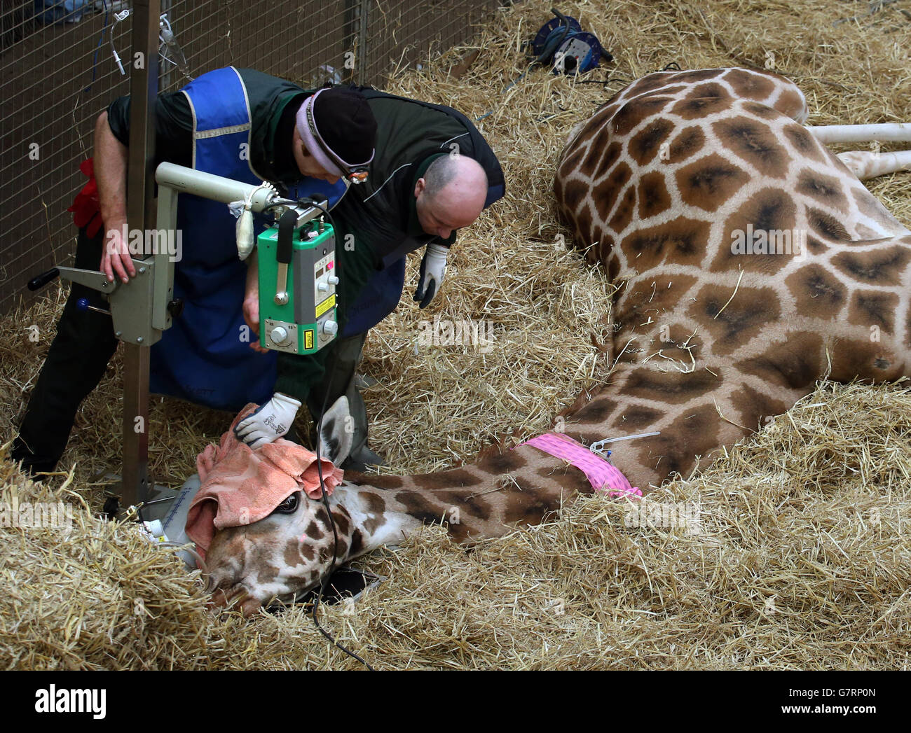Dental work for Kelly the giraffe Stock Photo Alamy