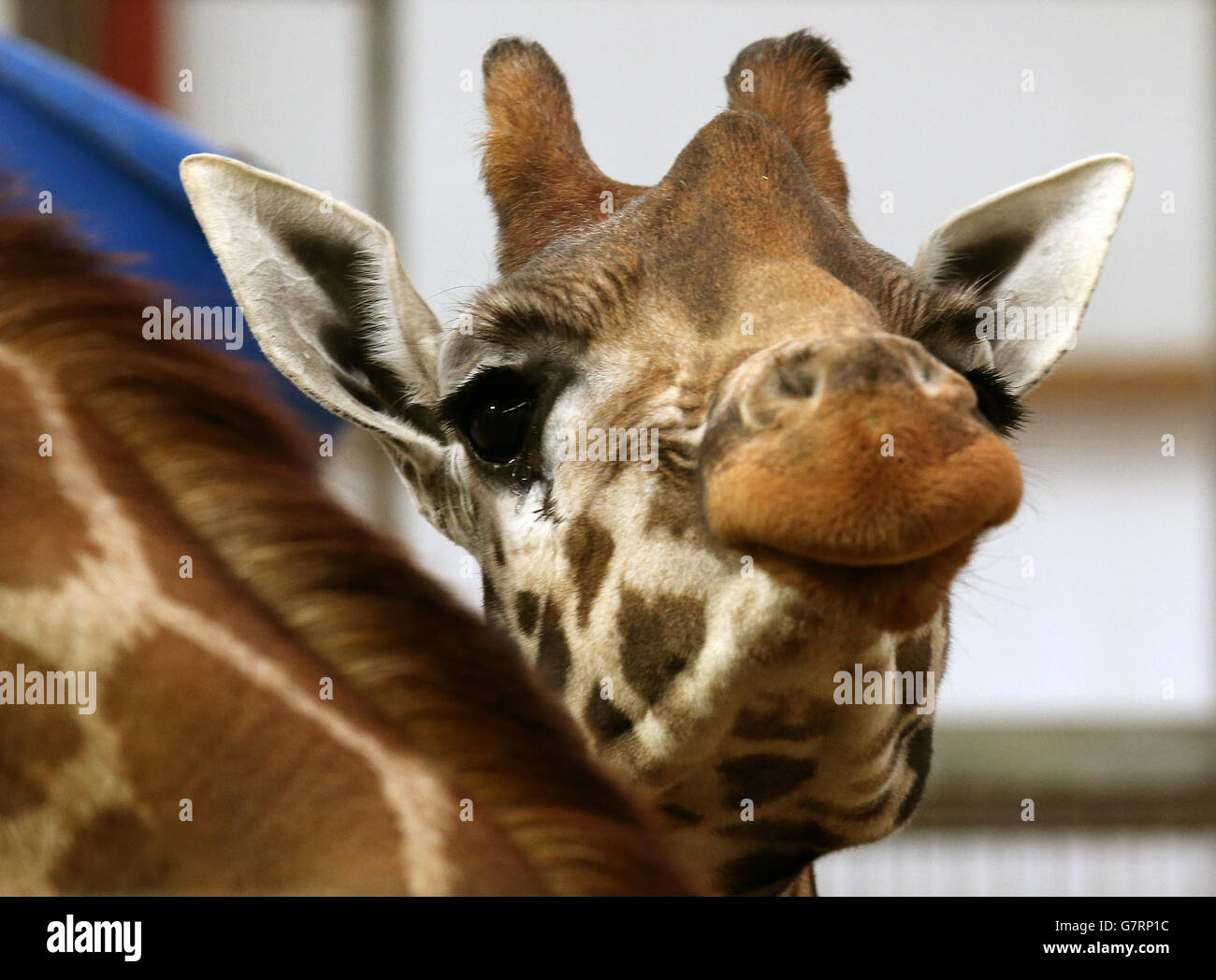 Dental work for Kelly the giraffe Stock Photo Alamy