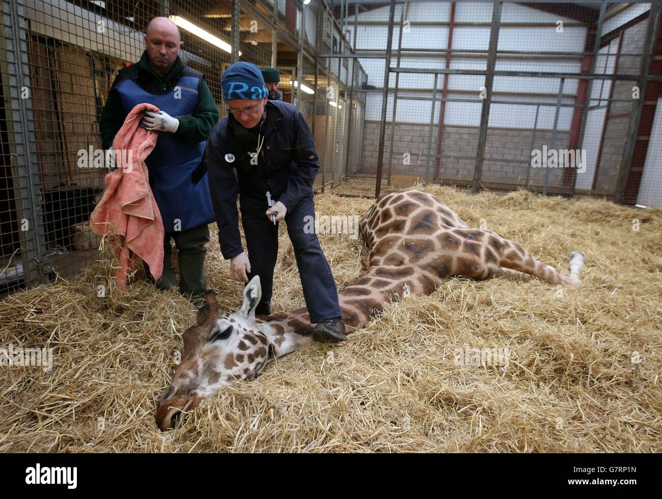 vet Colin Scott (right) and Gordon Hill preparing for 14-year-old Kelly the Giraffe to return to her feet following an examination of her mouth after she was struggling to chew her food at Blair Drummond Safari Park near Stirling. 17/03/15 Stock Photo