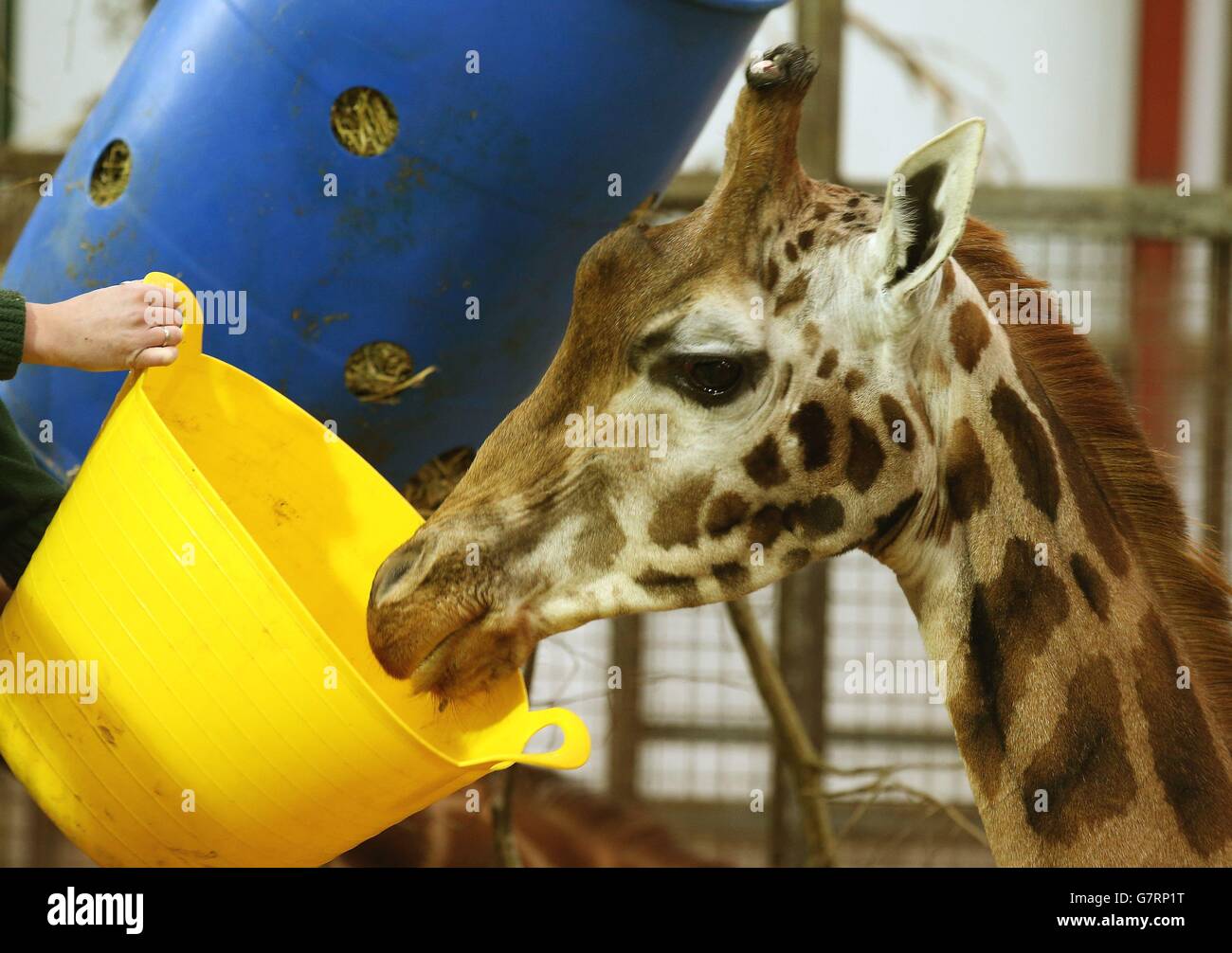 Dental work for Kelly the giraffe Stock Photo Alamy