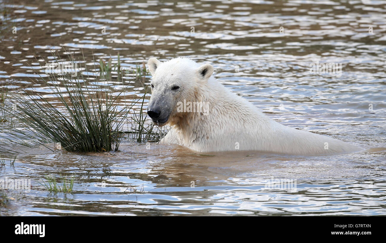 Polar bear arrives at Yorkshire Wildlife Park Stock Photo - Alamy