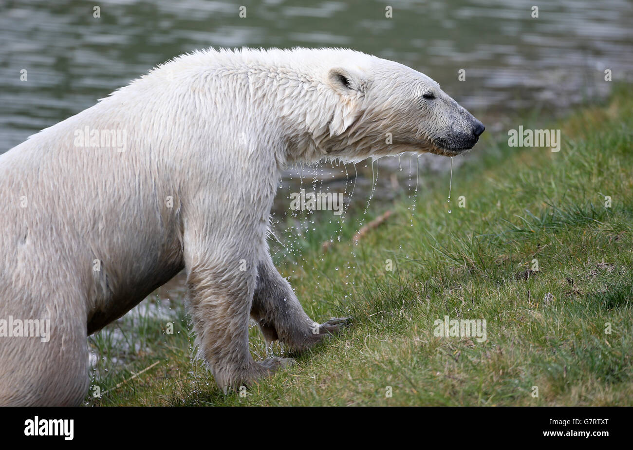 Polar bear arrives at Yorkshire Wildlife Park Stock Photo - Alamy