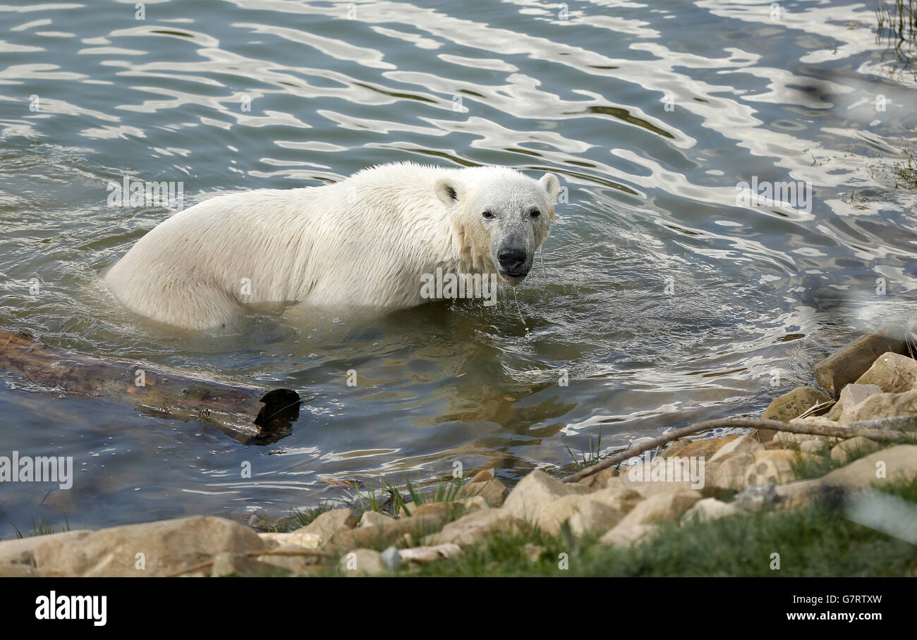 Polar bear arrives at Yorkshire Wildlife Park Stock Photo - Alamy