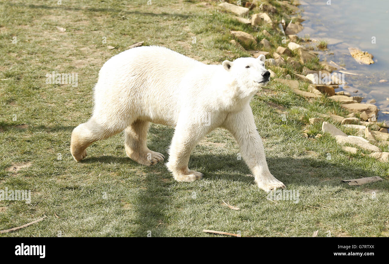 Polar bear arrives at Yorkshire Wildlife Park Stock Photo - Alamy