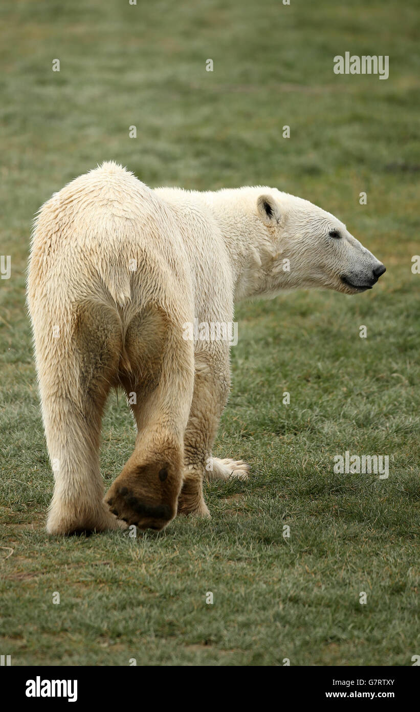 Polar bear arrives at Yorkshire Wildlife Park. Pixel, the new two-year ...