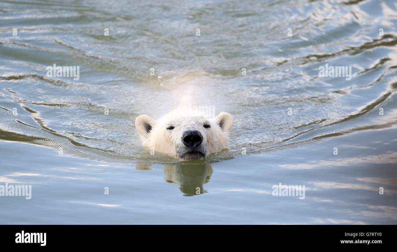 Arrives yorkshire wildlife park hi-res stock photography and images - Alamy