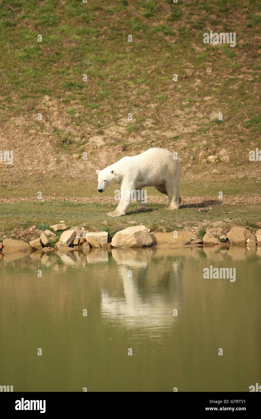 Polar bear arrives at Yorkshire Wildlife Park Stock Photo - Alamy
