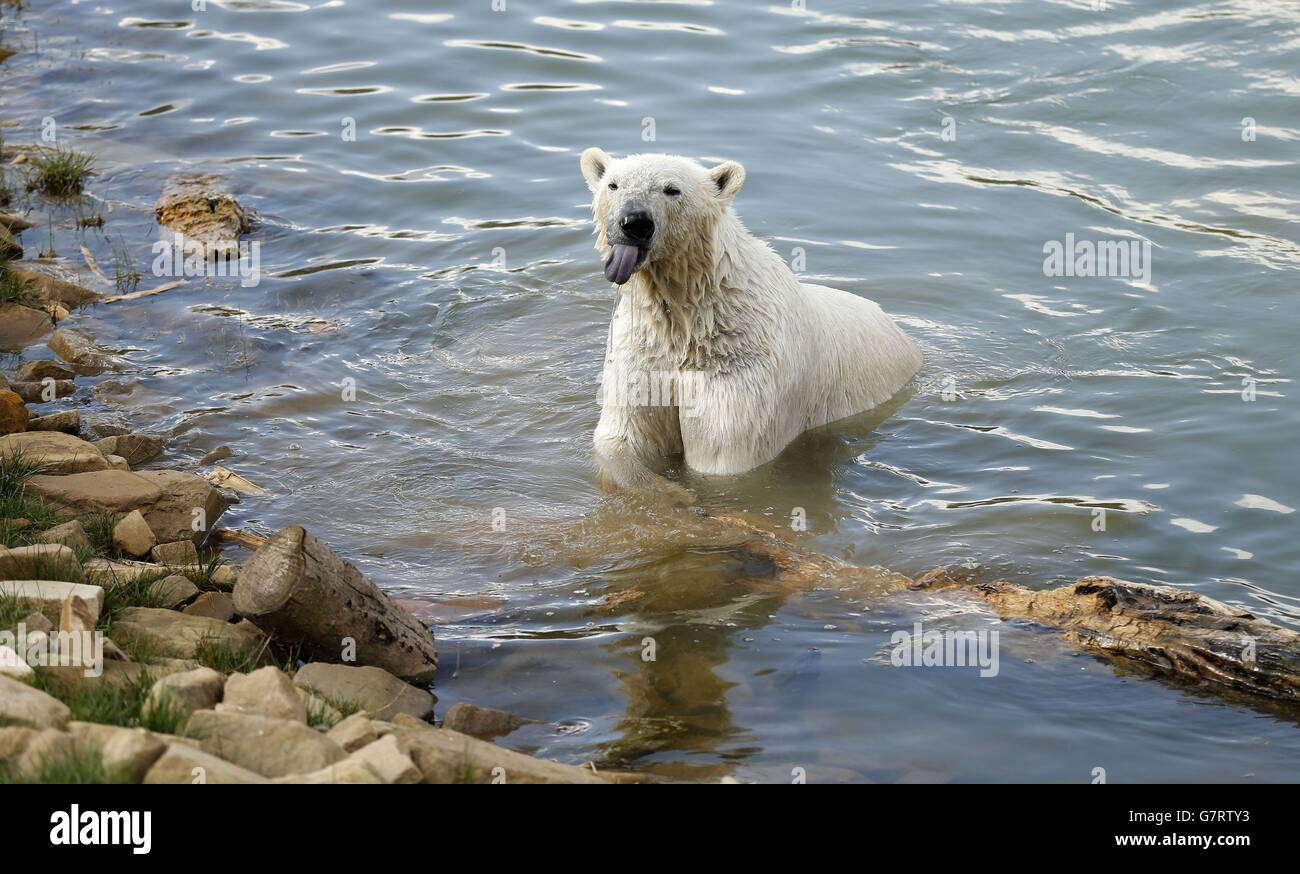 Polar bear arrives at Yorkshire Wildlife Park. Pixel, the new two-year ...