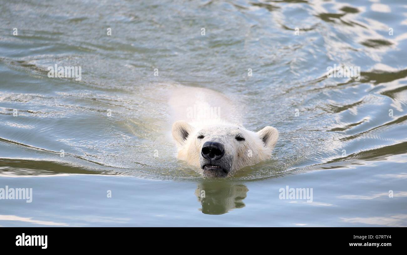 Polar bear arrives at Yorkshire Wildlife Park Stock Photo - Alamy