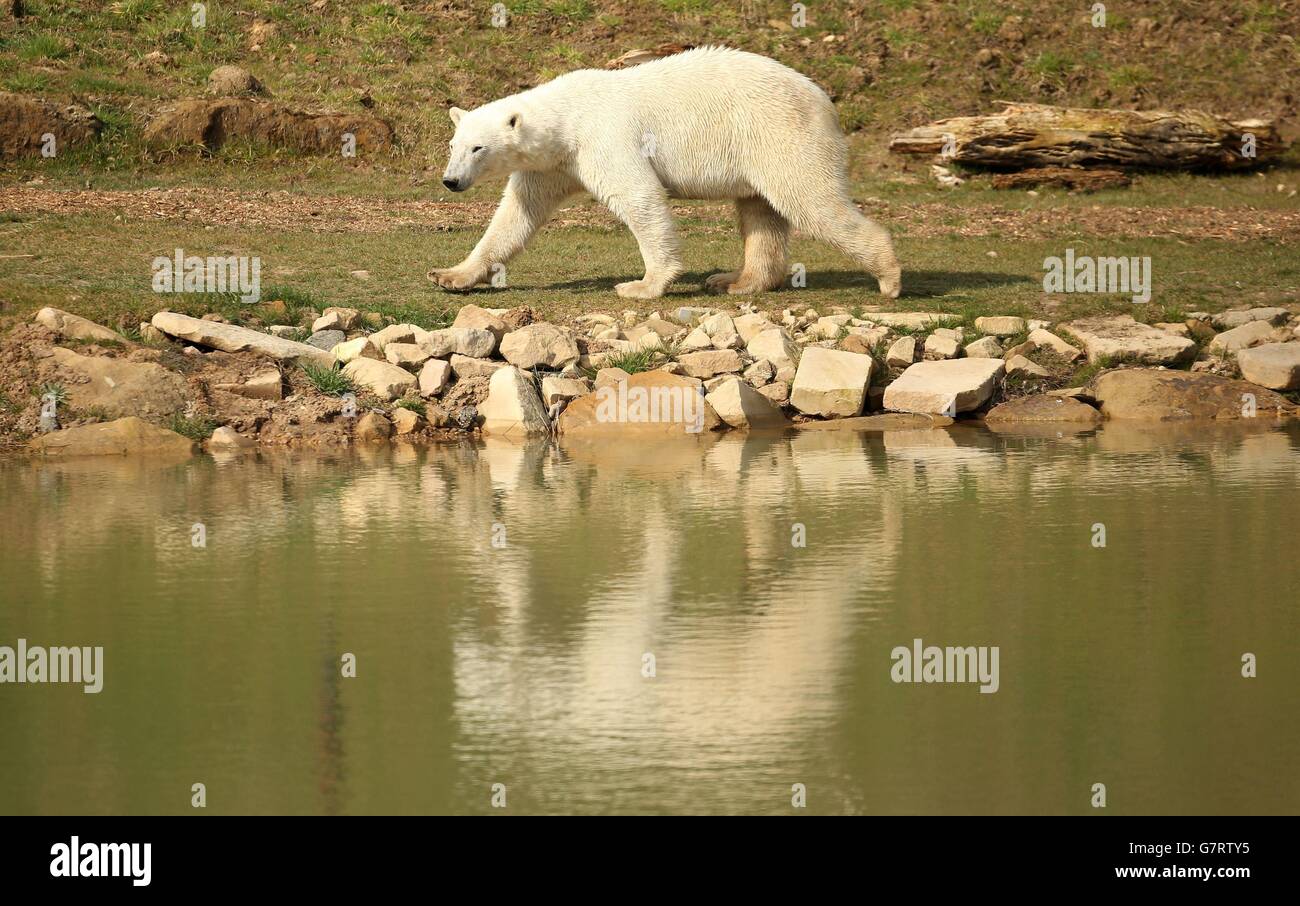 Polar bear arrives at Yorkshire Wildlife Park. Pixel, the new two-year ...