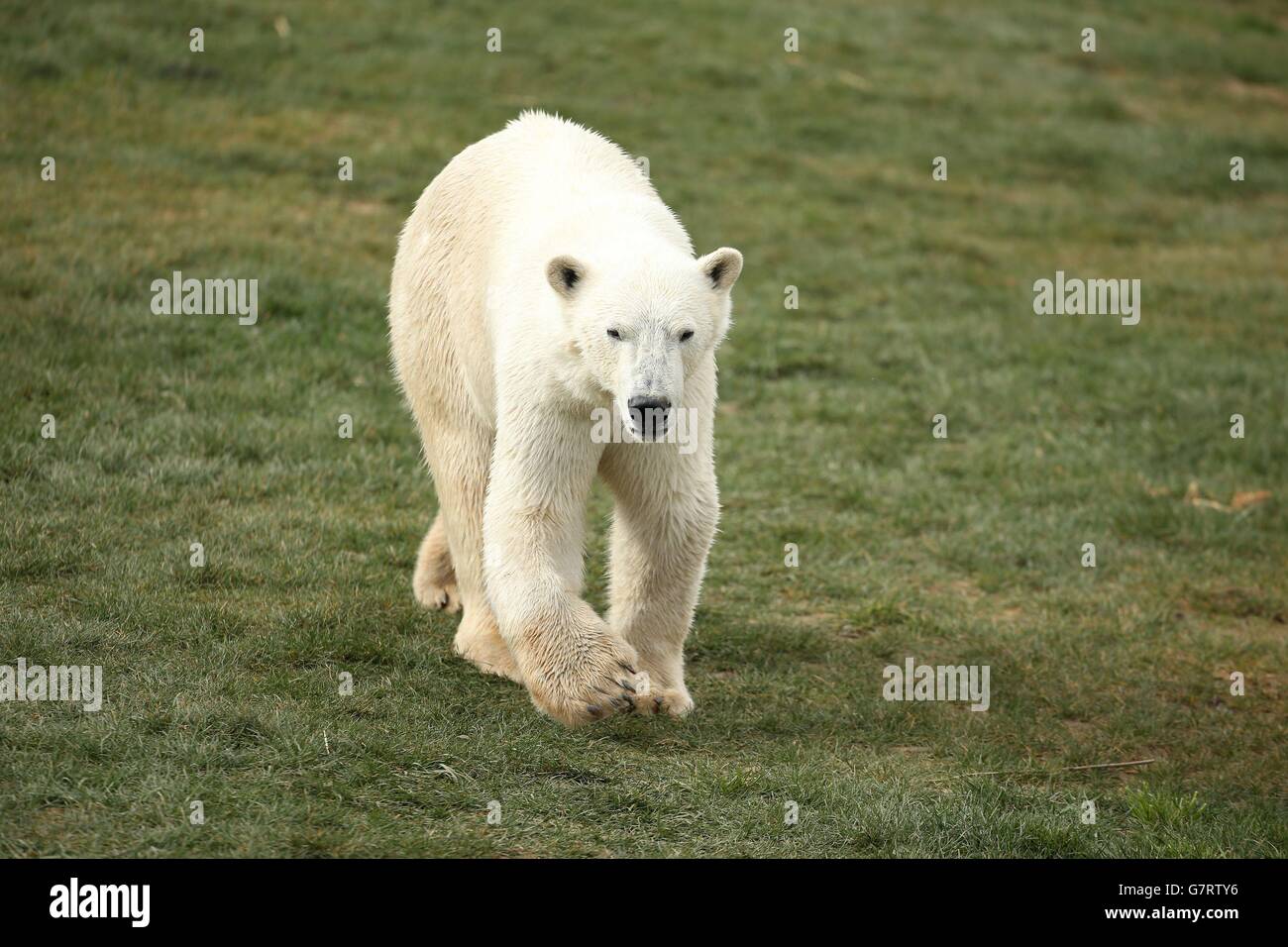 Polar bear arrives at yorkshire wildlife park hi-res stock photography ...