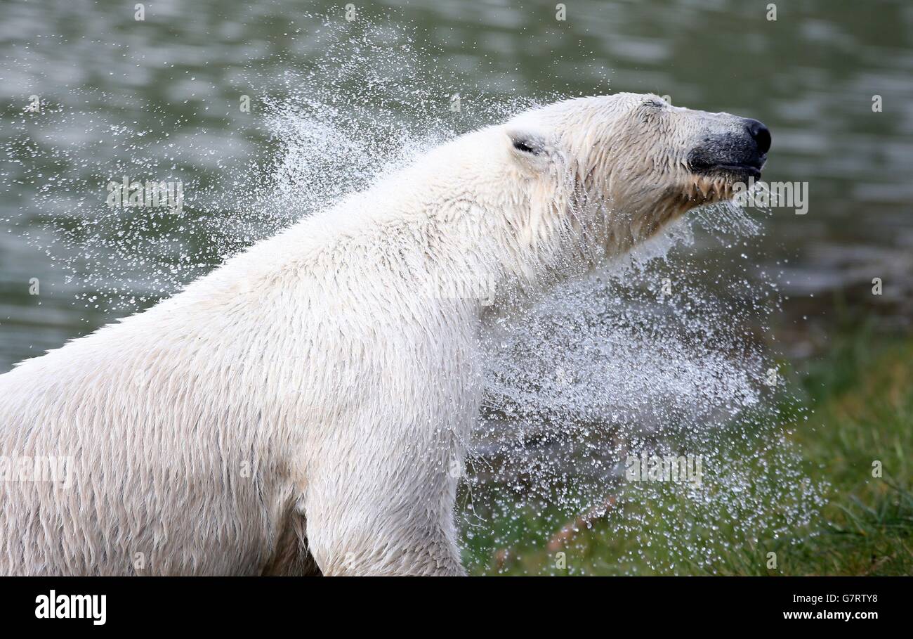 Polar bear arrives at Yorkshire Wildlife Park Stock Photo - Alamy