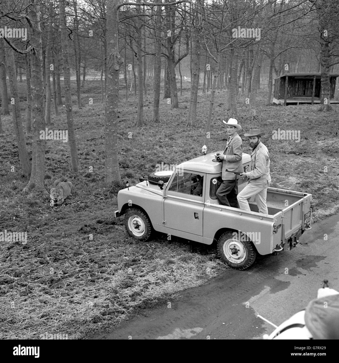 The Marquess of Bath, backed by an armed warden, watches one of the lions that will be a star attraction in his 'game reserve' that opens at his ancestral Wiltshire home, Longleat, on April 5th 1966. The Marquess held a Press view day at the 100-acre reserve in which Lions will roam. The lion park is bounded by a 14ft fence. Stock Photo