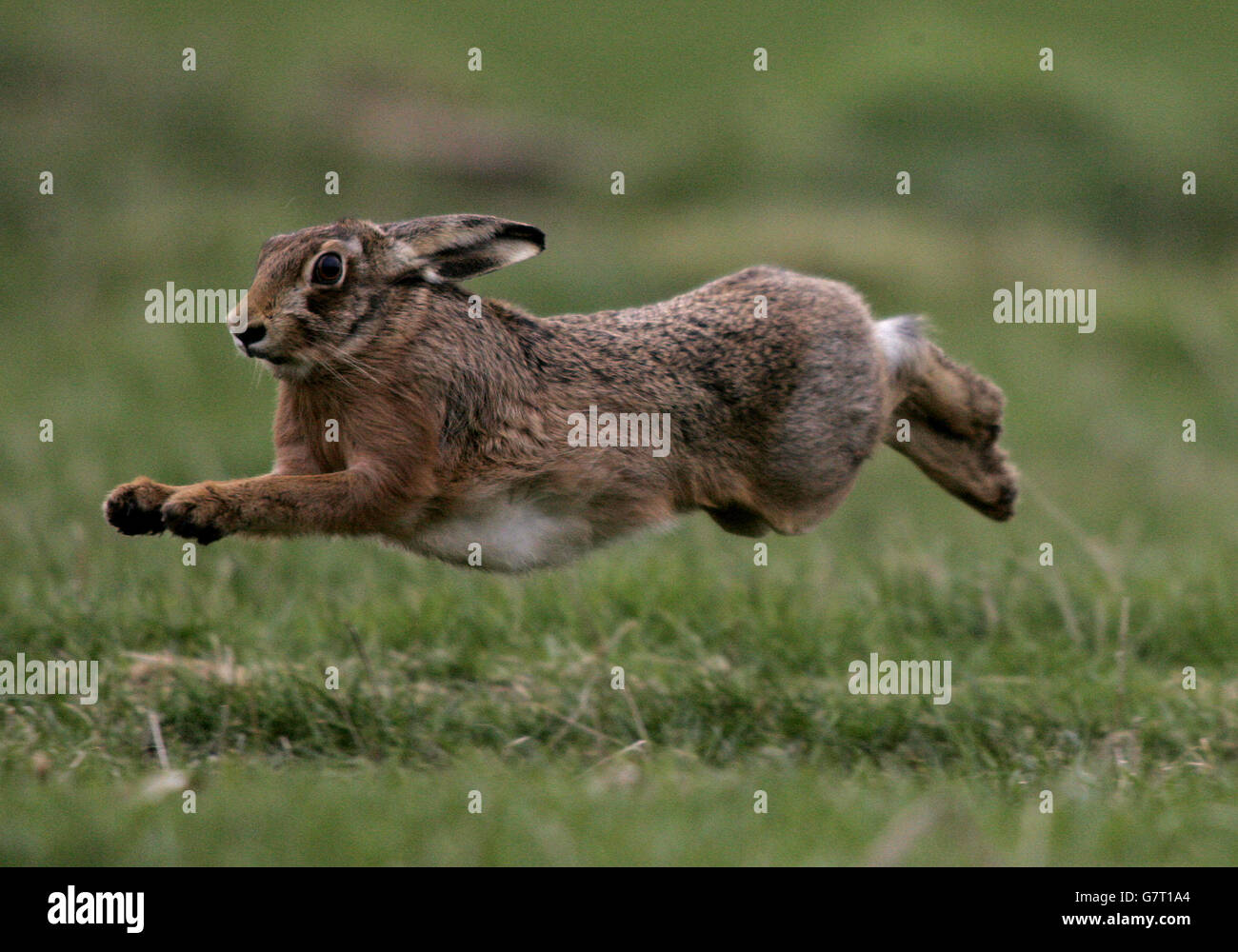 Hare Coursing Waterloo Cup Stock Photo Alamy Hare Coursing Waterloo Cup Stock Photo Alamy