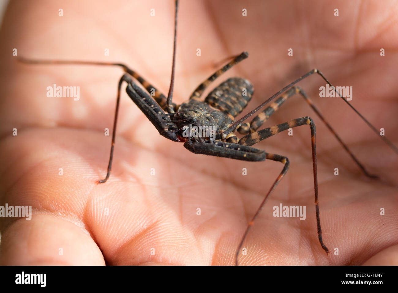 A juvenile Whip Scorpion,Negros Occidental,Philippines Stock Photo