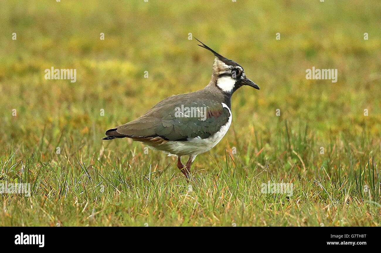 A Lapwing, one of the world's most threatened birds has found a sanctuary within Maghaberry prison, used for housing the most dangerous inmates in Northern Ireland. Stock Photo