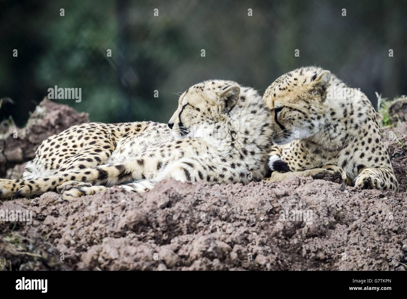 A coalition (the collective term for a group or small partnership of cheetahs) bask in the sun at Wild Place Project, South Gloucestershire, where they have been transferred from Whipsnade Zoo and are settling into their new outdoor enclosure for the first time. Stock Photo