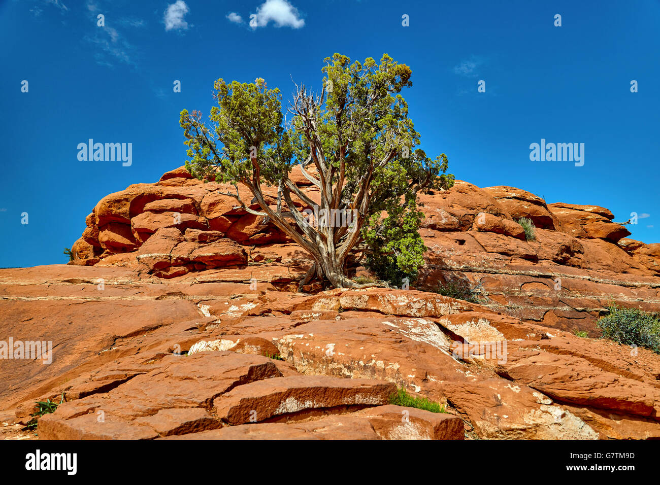 Hardwood tree growing on the side of a red rock mountain formation in Sedona Arizona Stock Photo