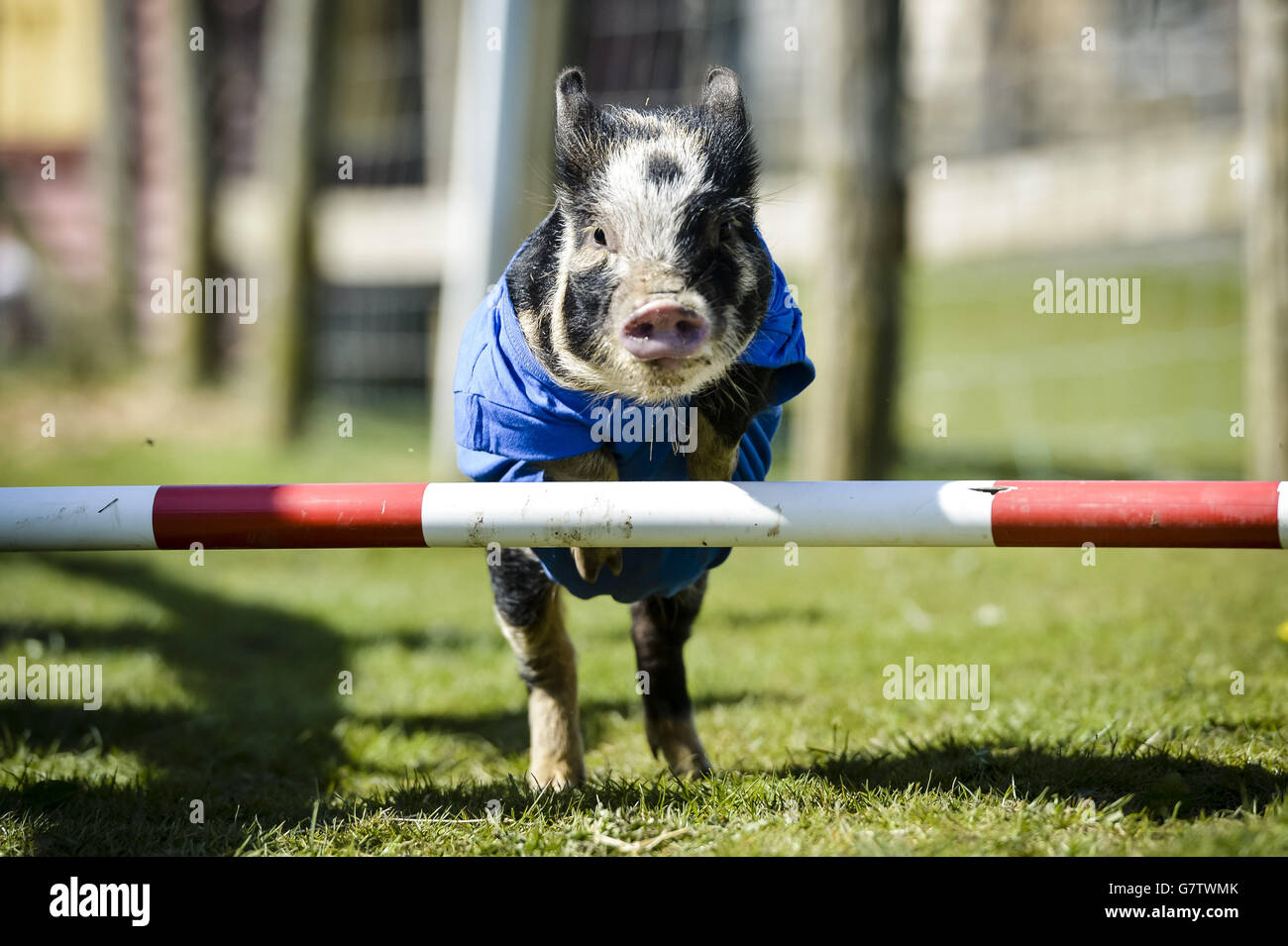 Conservative Party pig David Hameron jumps a fence on his lap of honour after romping home to win the 2015 Pennywell Bacon Stakes Steeplechase special General Election pig race, defeating rivals Ed Swiliband for the Labour Party, Pork Clegg for the Liberal Democrats, Nigel Forage for Ukip and Pork Scratchings representing all other political parties. Stock Photo