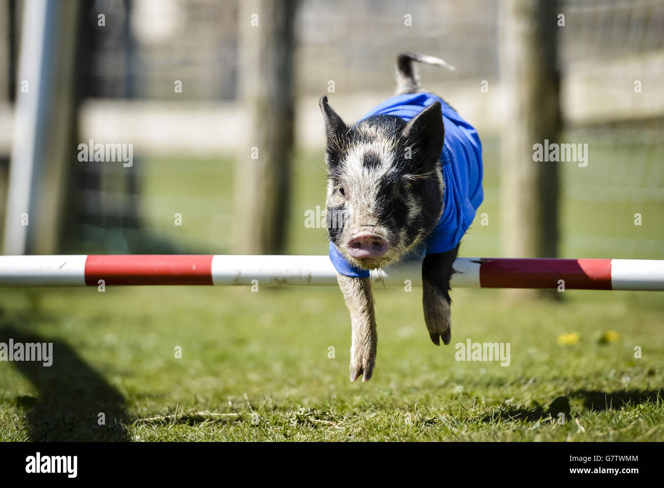 Conservative Party pig David Hameron jumps a fence on his lap of honour after romping home to win the 2015 Pennywell Bacon Stakes Steeplechase special General Election pig race, defeating rivals Ed Swiliband for the Labour Party, Pork Clegg for the Liberal Democrats, Nigel Forage for Ukip and Pork Scratchings representing all other political parties. Stock Photo