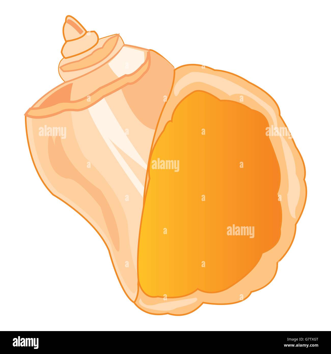 Seashell sea on white Stock Vector Image & Art - Alamy