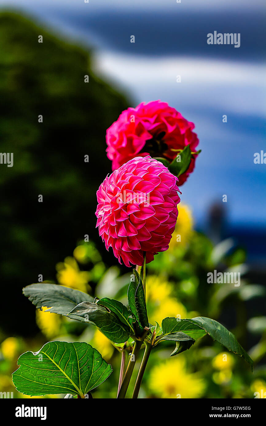 Beautiful pink Dahlia Stock Photo - Alamy