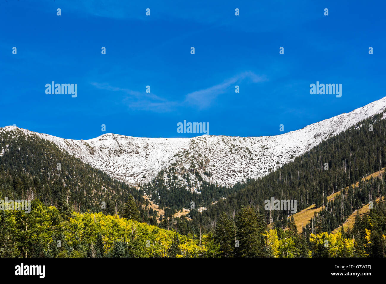 fir trees and aspens at snow bowl ski area near flagstaff az us Stock
