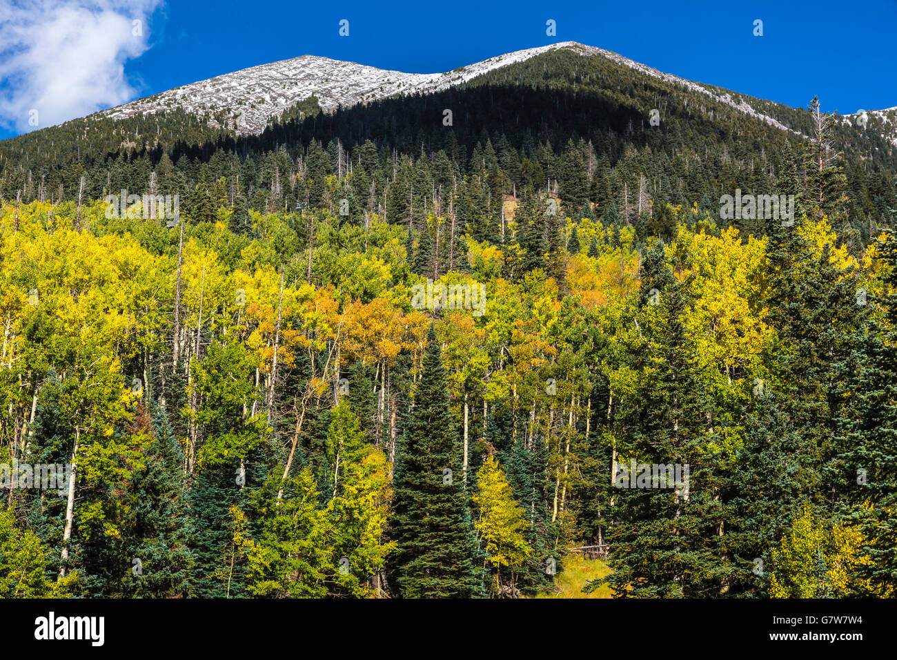 fir trees and aspens at snow bowl ski area near flagstaff az us Stock Photo Alamy
