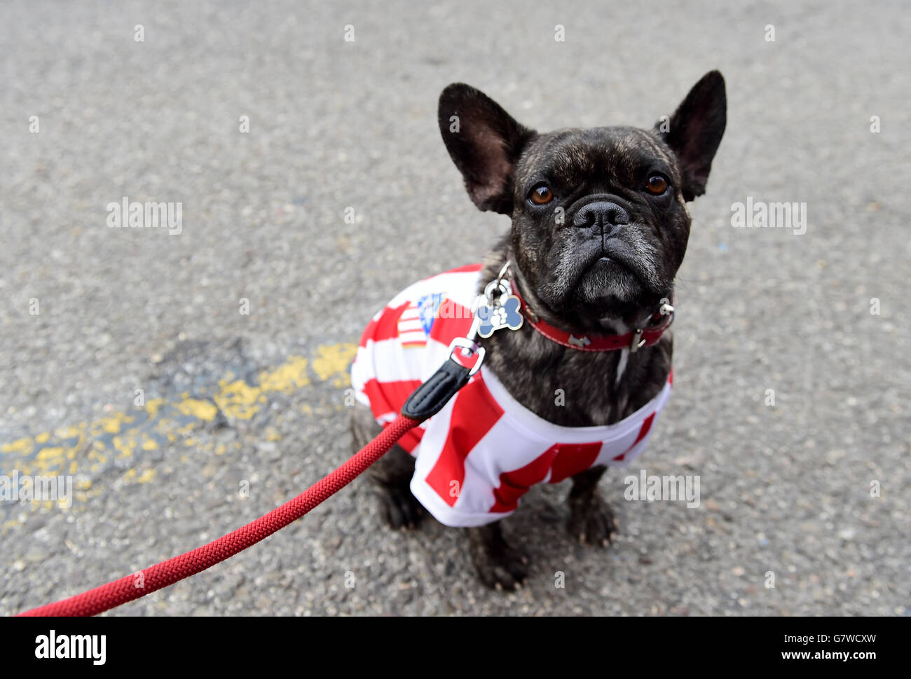 Soccer - UEFA Champions League - Quarter Final - First Leg - Atletico Madrid  v Real Madrid - Vicente Calderon. A dog wearing a Atletico Madrid shirt  outside the ground before the game Stock Photo - Alamy