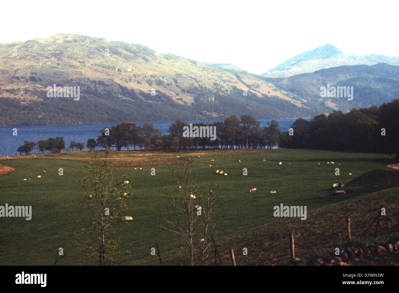 Agricultural scene beside Loch Lomond in Scotland, with Ben Lomond in the background. Stock Photo
