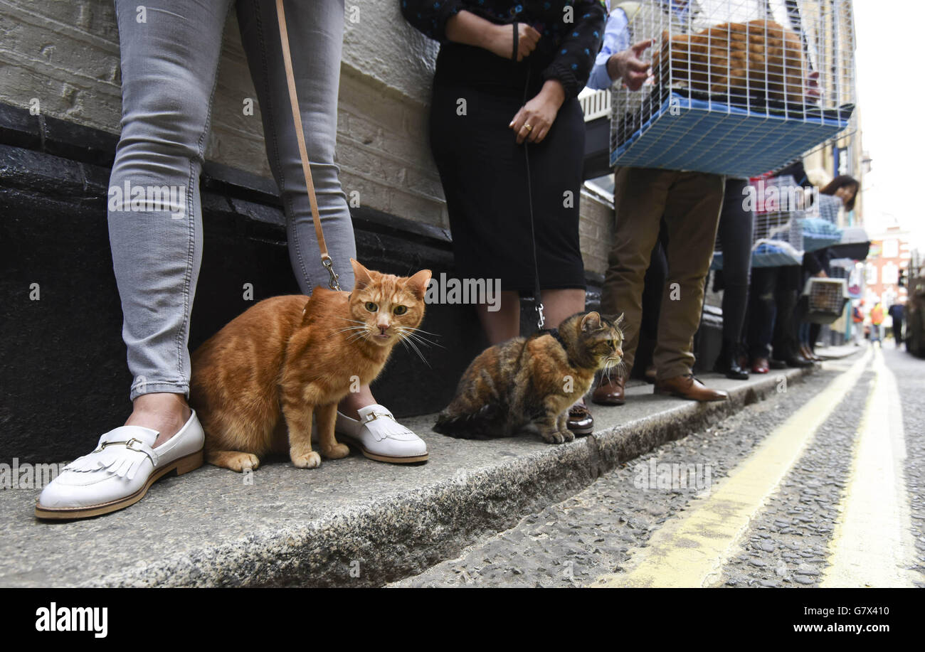 Britain's Happiest Cat Auditions London Stock Photo Alamy