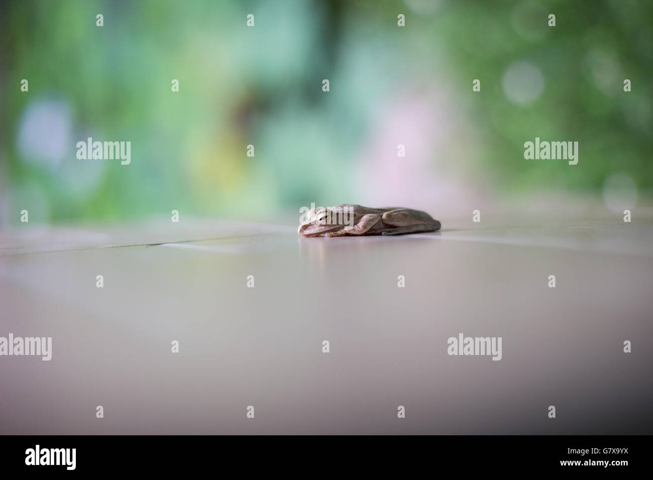 common tree frog Stock Photo - Alamy