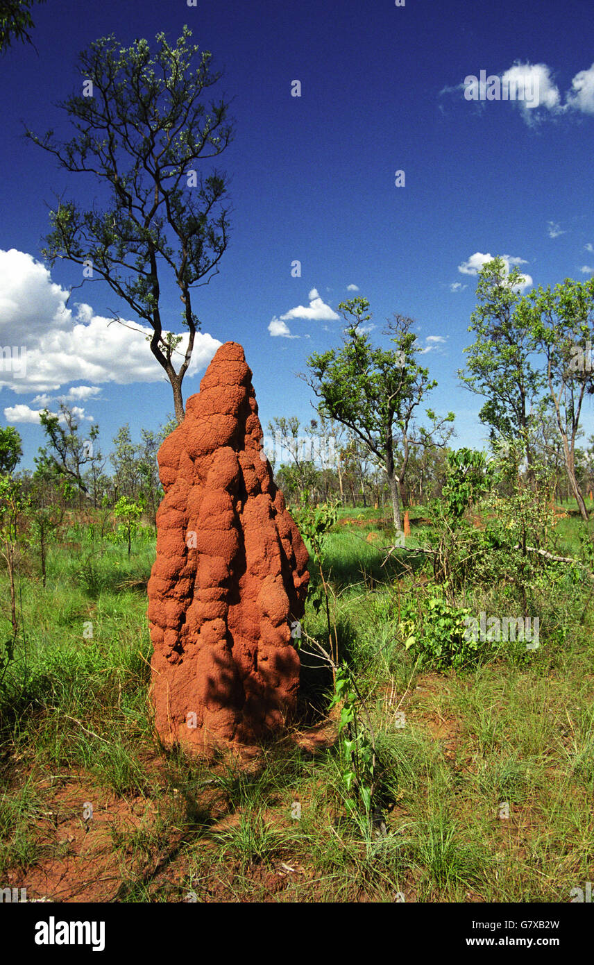 A giant termite mound hi-res stock photography and images - Alamy