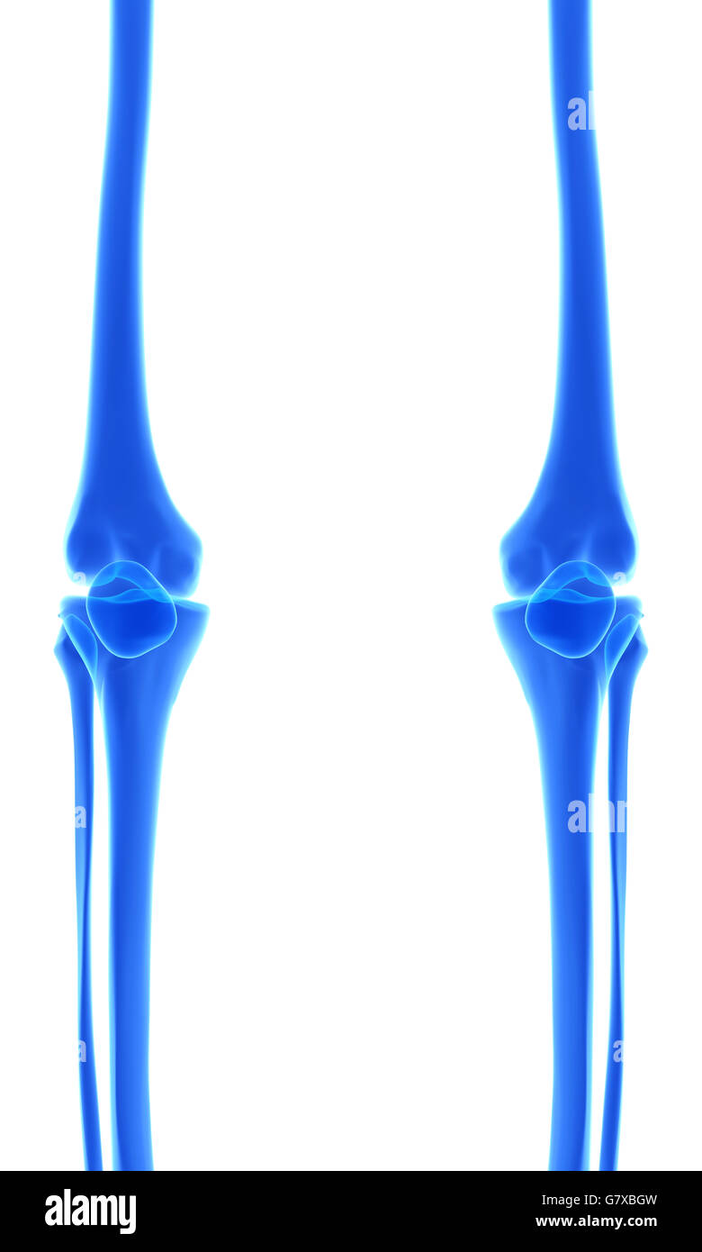 3D illustration of Tibia - Part of Human Skeleton. Stock Photo