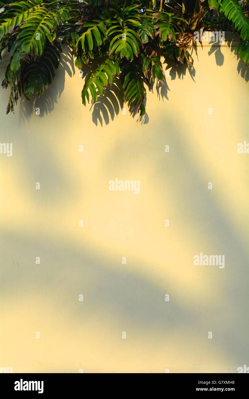 shadow of a palm tree on a wall in Galle Sri Lanka Stock Photo - Alamy