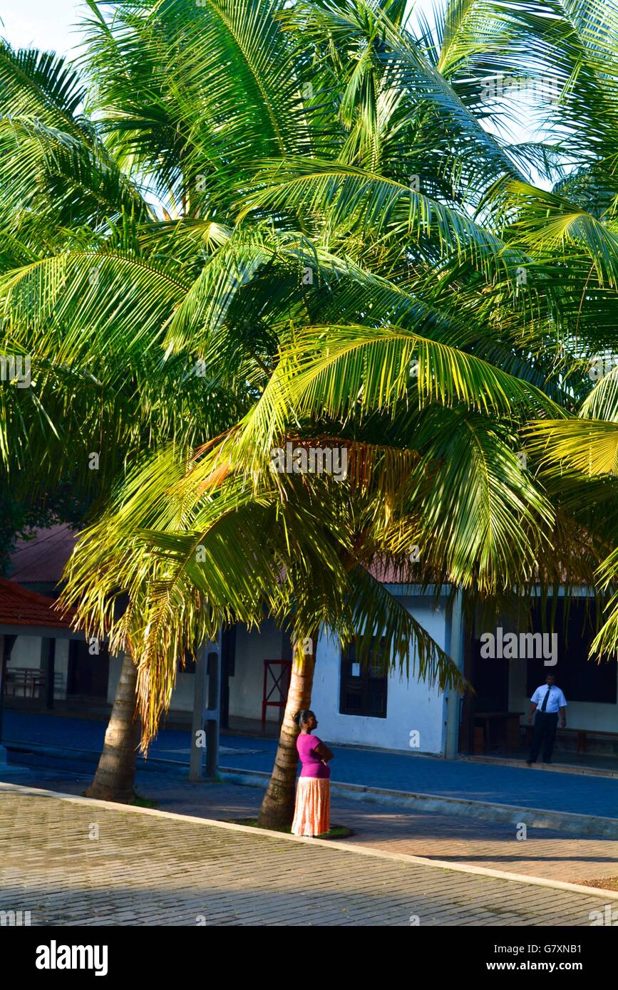 Woman waiting under a palm tree in galle Sri Lanka Stock Photo - Alamy