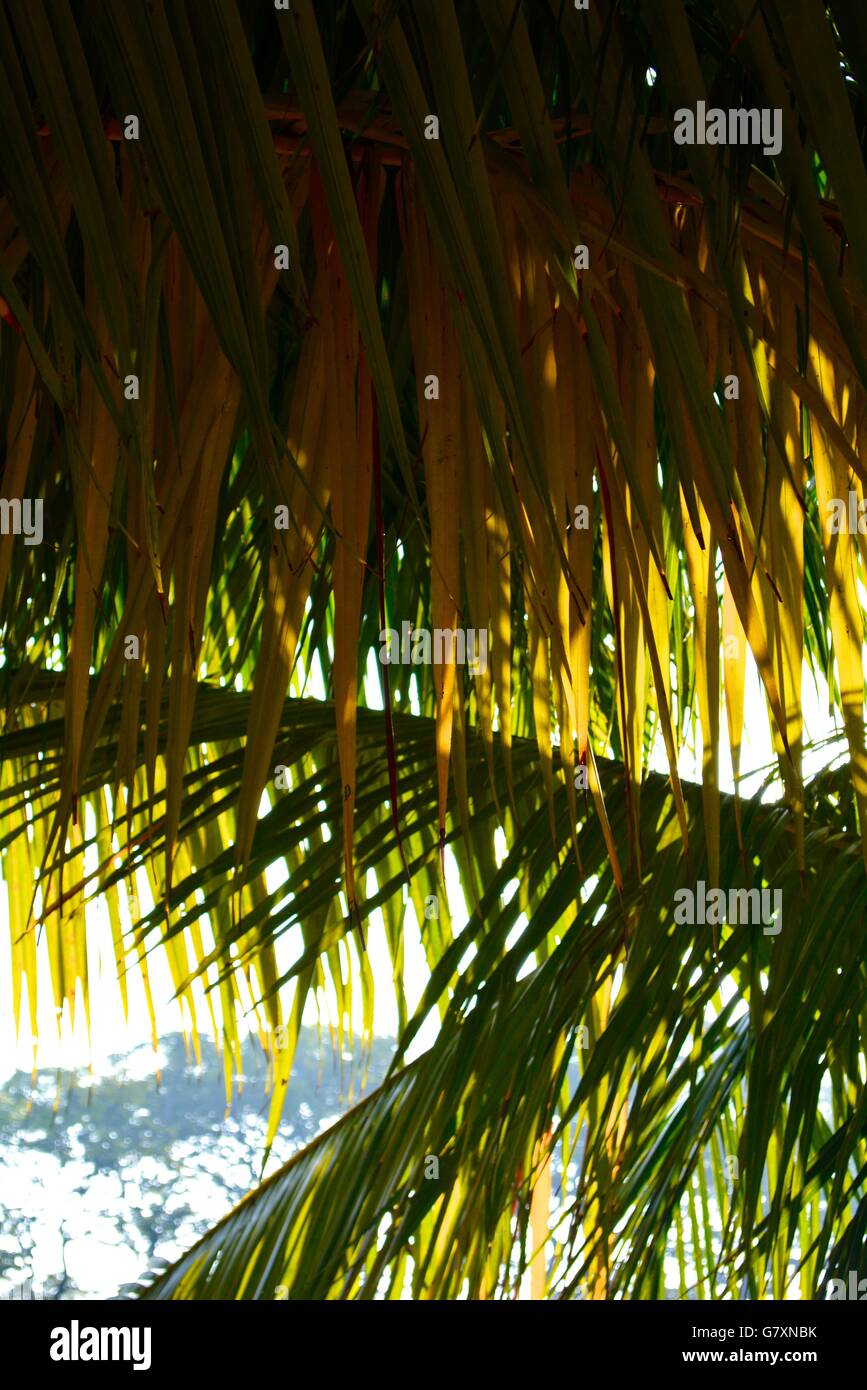 Palm leaves shade hi-res stock photography and images - Alamy