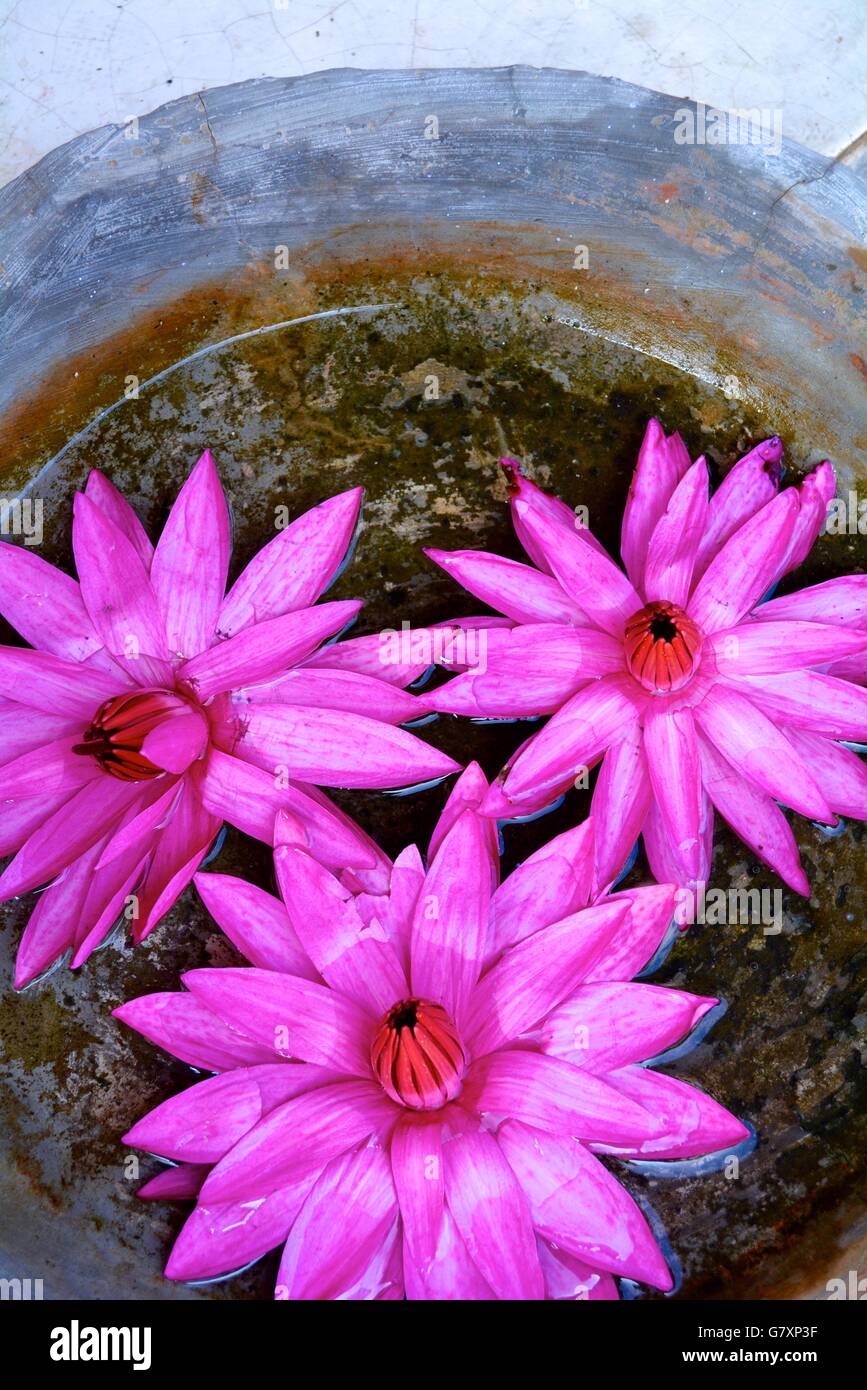 Pink water lily flowers in Sri Lanka Stock Photo Alamy