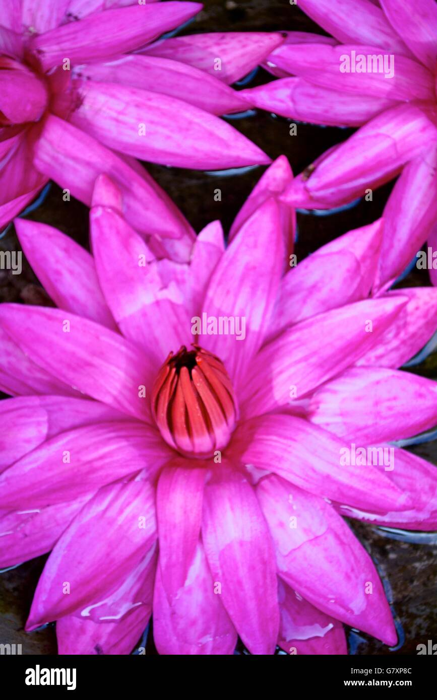 Pink water lily flowers in Sri Lanka Stock Photo Alamy