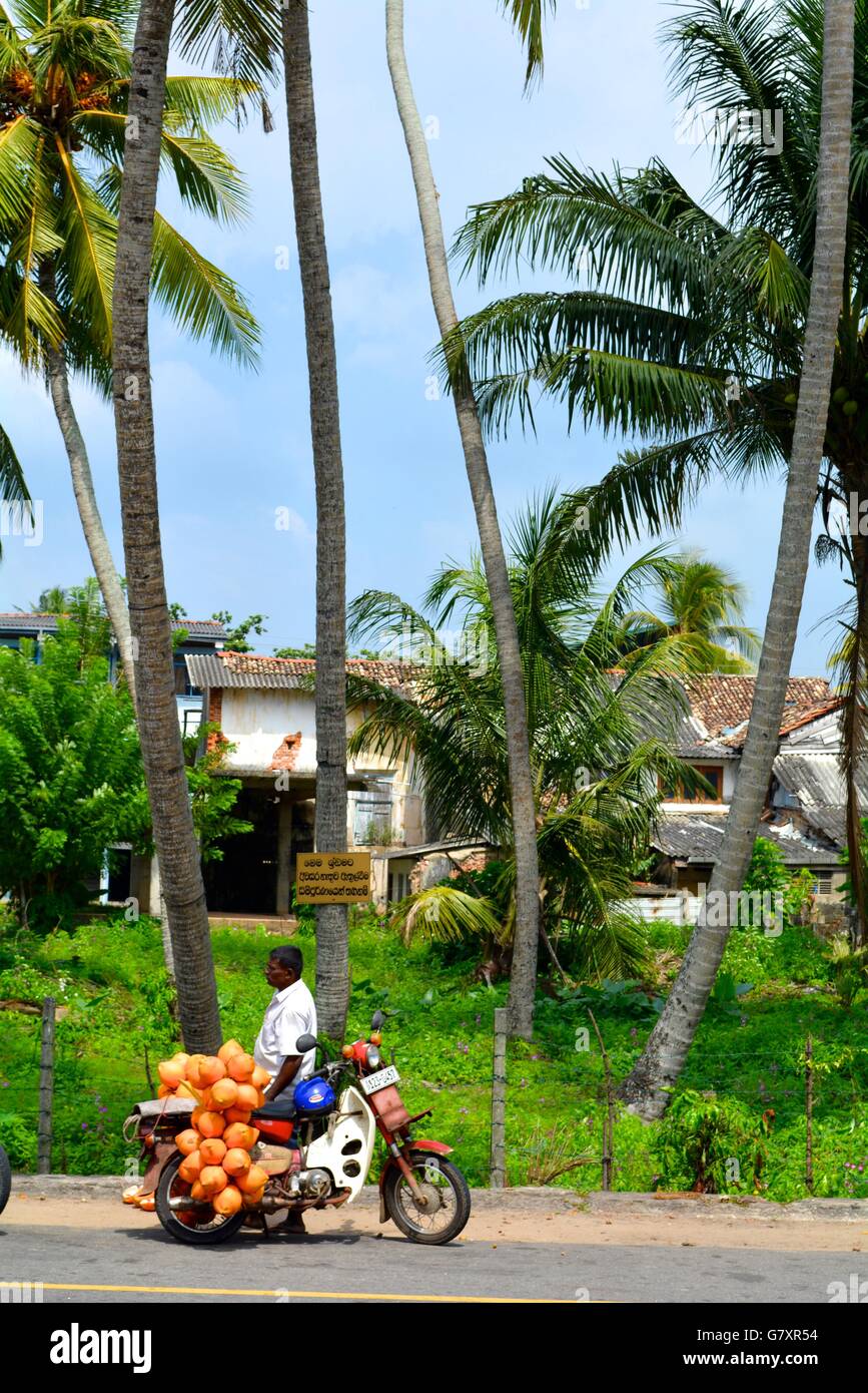 A man selling coconuts at the side of the road in Galle, Sri Lanka Stock Photo