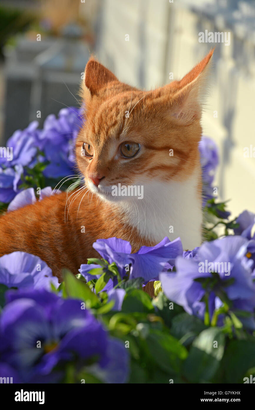 Beautiful orange, red ginger cat curious observing in the garden with purple blue violet flowers Stock Photo